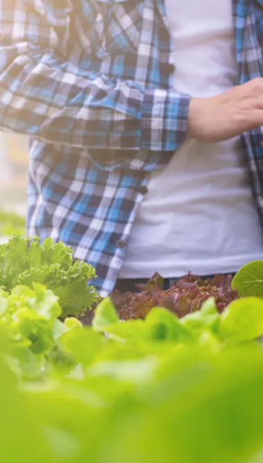 Gli agricoltori controllano la qualità degli ortaggi biologici